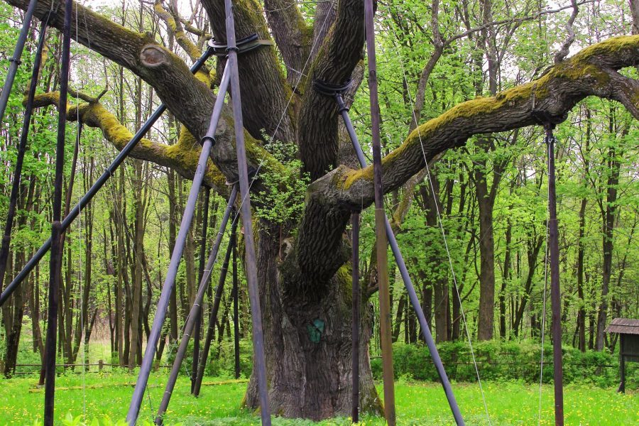 Dąb Bartek kojarzony jest jako najstarsze drzewo w Polsce