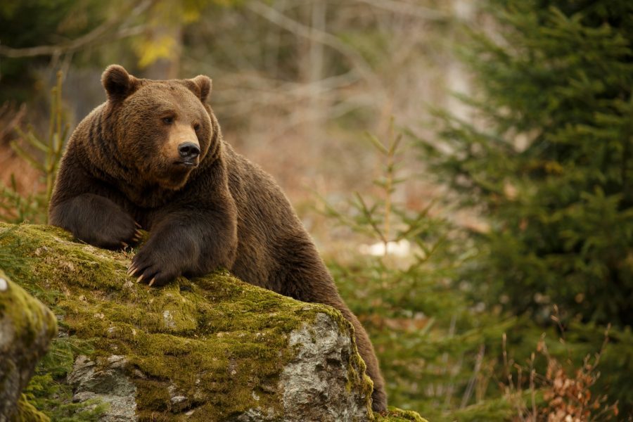 niedźwiedź leżący na kamieniu i rozmyślający o tym co na obiad