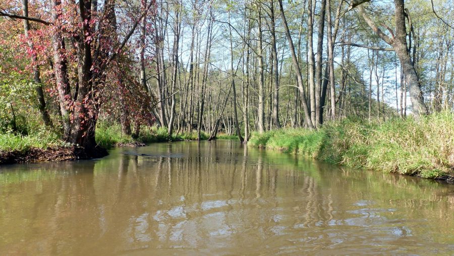 Rzeka Wieprz przepływająca przez Roztoczański Park Narodowy zwierzyniec