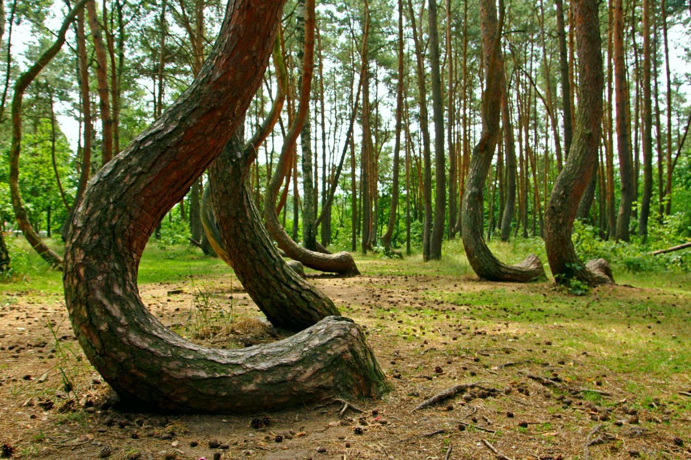 krzywy las – niepozorne miejsca w Polsce