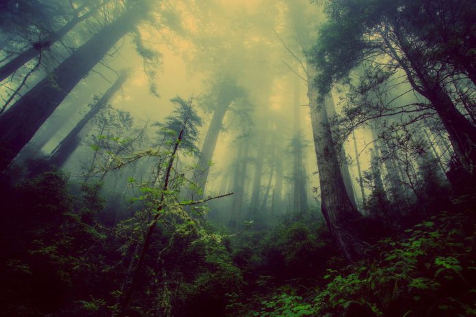 ciemny mroczny tajemniczy las
