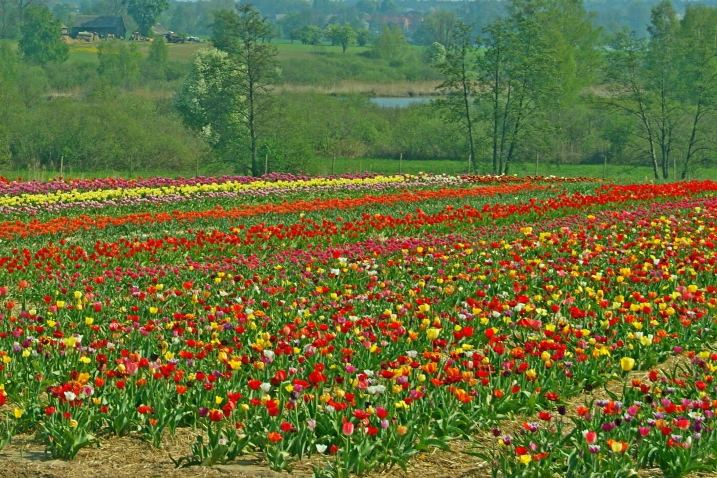 Pola tulipanów w polsce