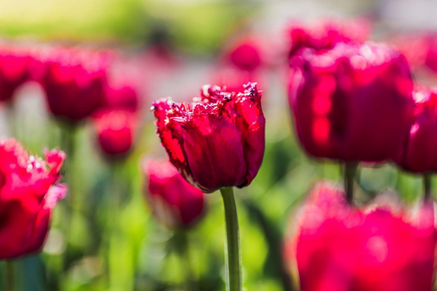 Magiczne Ogrody Tulipany
