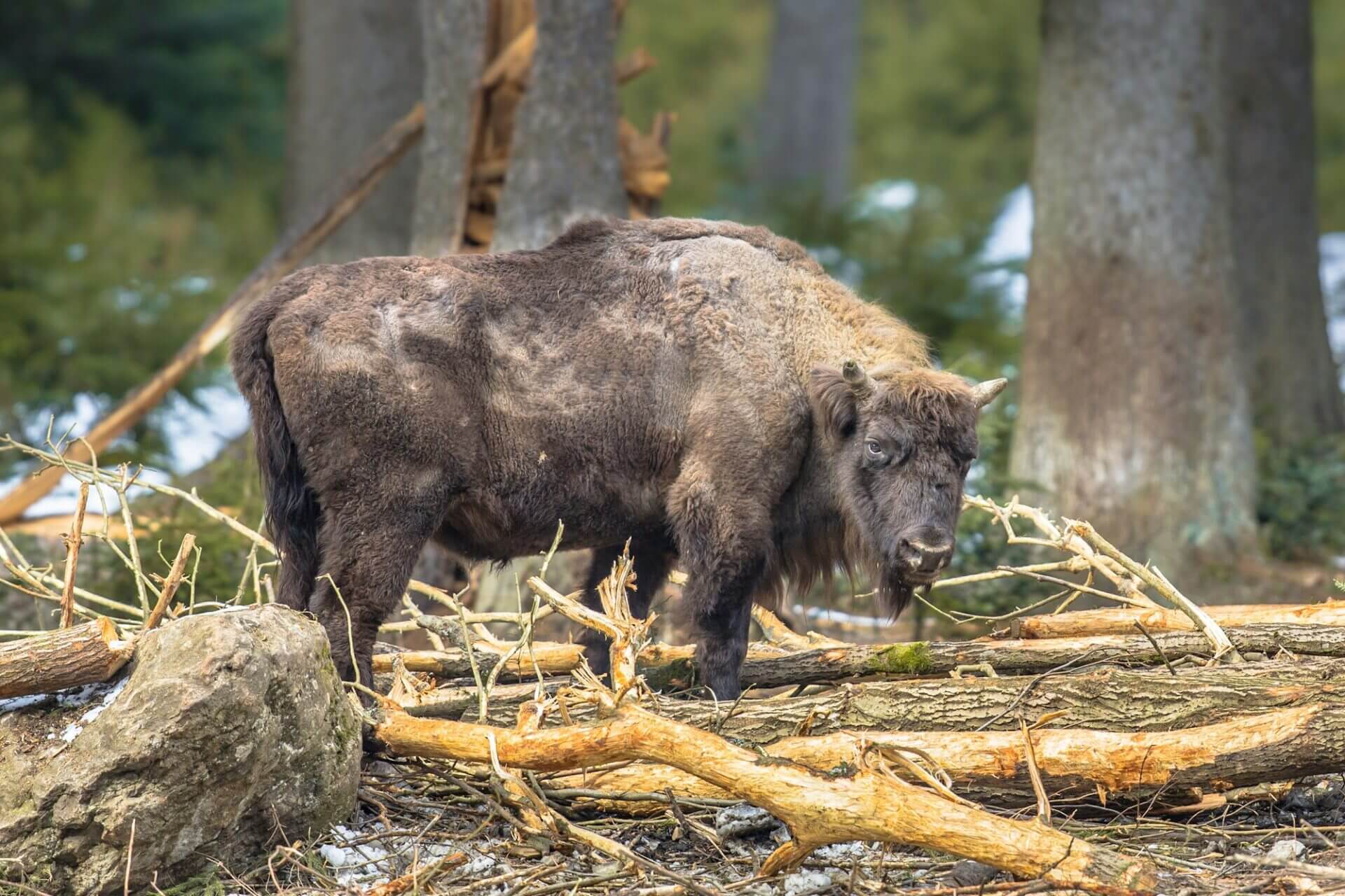 Wisent looking in the forest